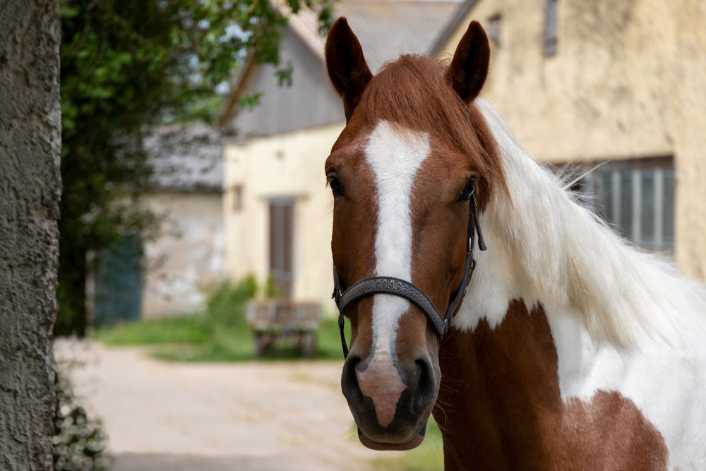A photogtaph of a skewbald horse looking in the camera. In the blurry background you can see three building, which seem to be the barn.