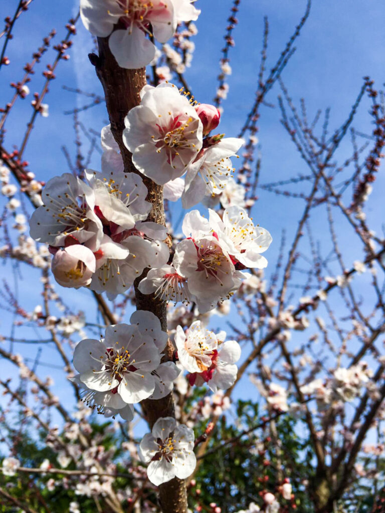 A branch of apricot blossoms with a blurry background of more branches and the blue sky