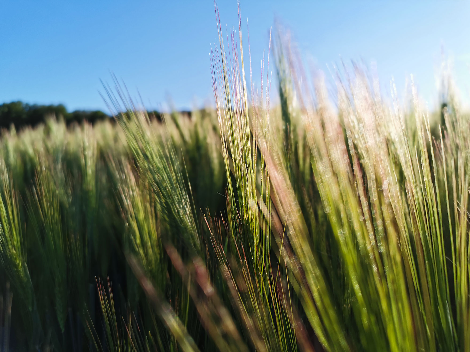 Grain field with a focus on the grain in the middle. with a blue sky in the background.