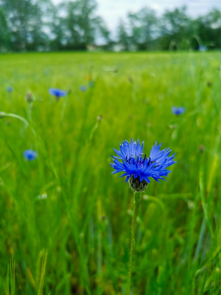 Photography of a cornflower field. One cornflower ist sharp and in front of the blurry field.