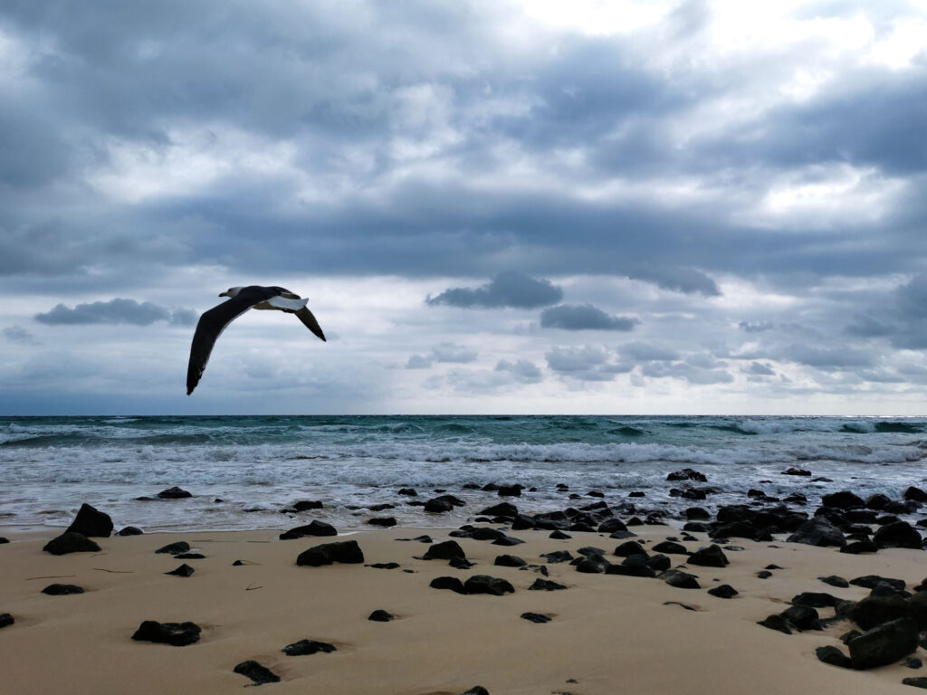 A photography with a gull flying on a cloudy beach on Fuerteventura.
