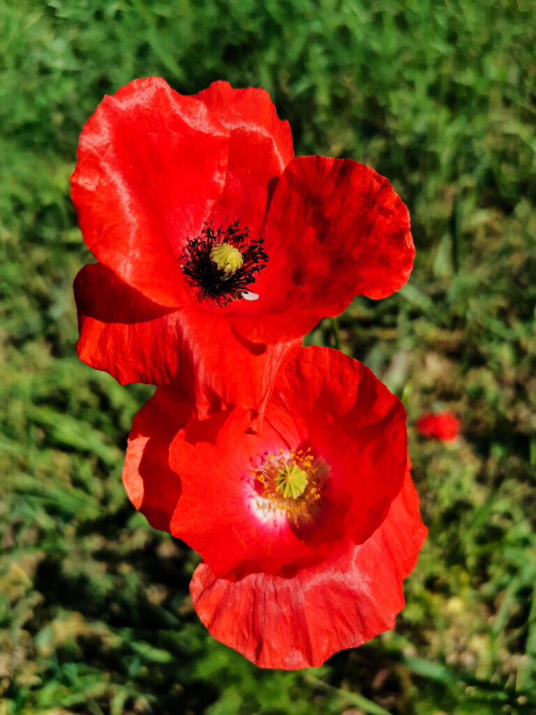 Photography of two poppies in front of blurry gras. The photography is taken from above.