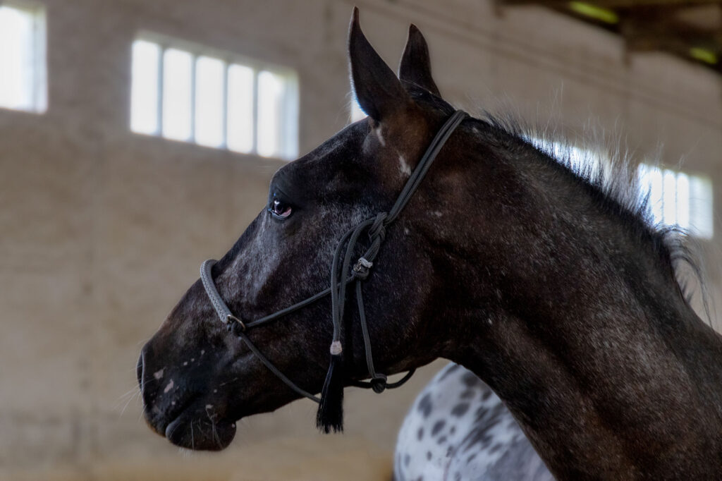 A photograph of a horse looking away from the camera. The horses breed is a Knabstrupper an the background shows the blurry arena.