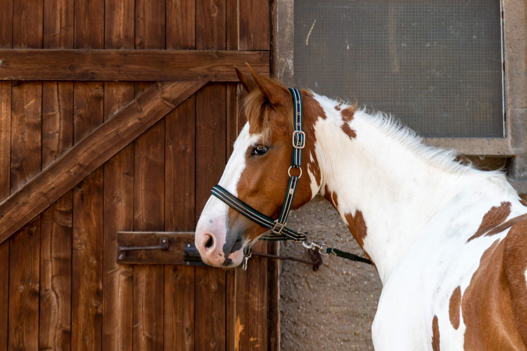 A photograph of a Paint horse. You can see it´s head and neck.